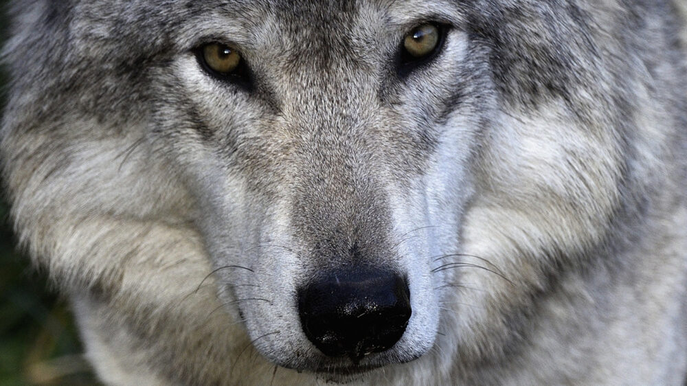 Фермеры в Колорадо судятся с властями из-за планов вернуть в природу волков