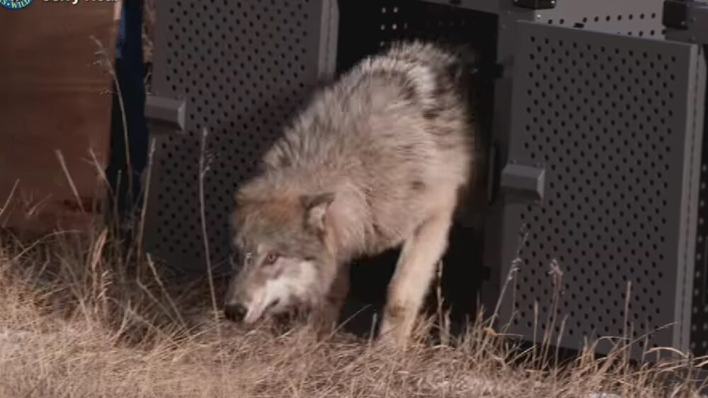 Первых пятерых волков выпустили в природу Колорадо