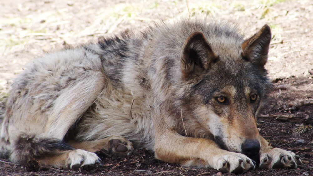 Судья в Колорадо разрешила заселять в штат волков, несмотря на протест фермеров