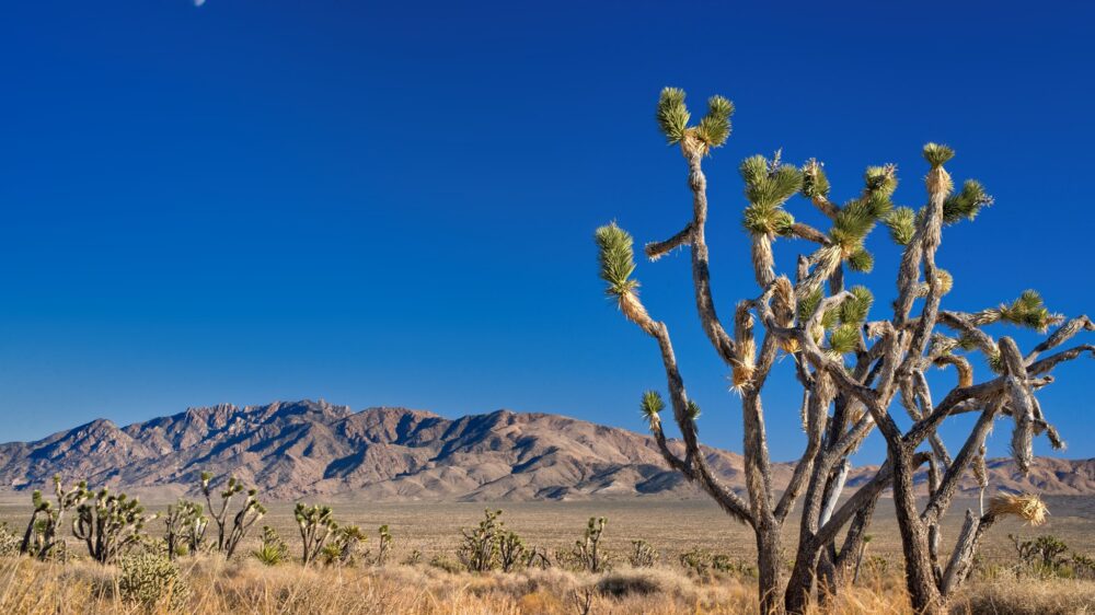 В пустыне Калифорнии нашли шесть тел рядом с изрешеченной пулями машиной