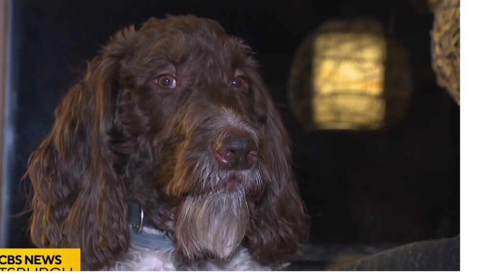 В Питтсбурге пес съел $4 000 своих хозяев