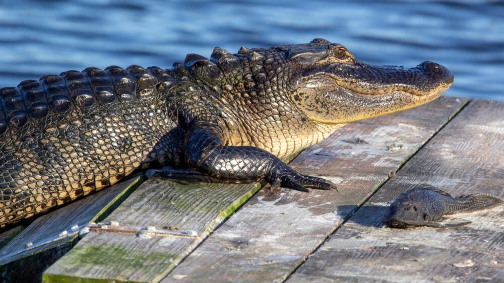 Во Флориде на ЖК подали в суд из-за гибели женщины, на которую напал аллигатор