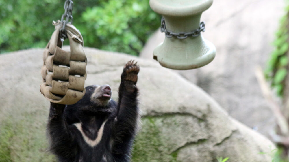 В зоопарке Майами впервые за 25 лет родились медведи-губачи