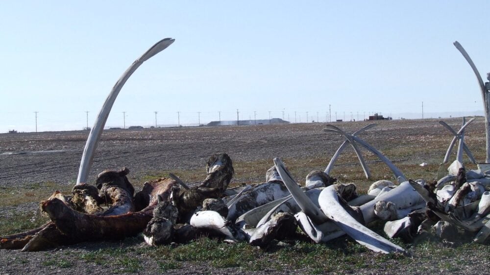 Подросток арестован за двойное убийство в поселении эскимосов-китобоев на Аляске