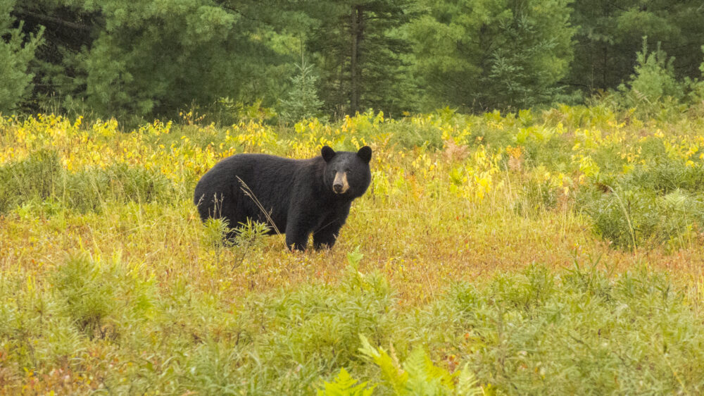 Жительницу Пенсильвании едва не убила медведица прямо на пороге дома
