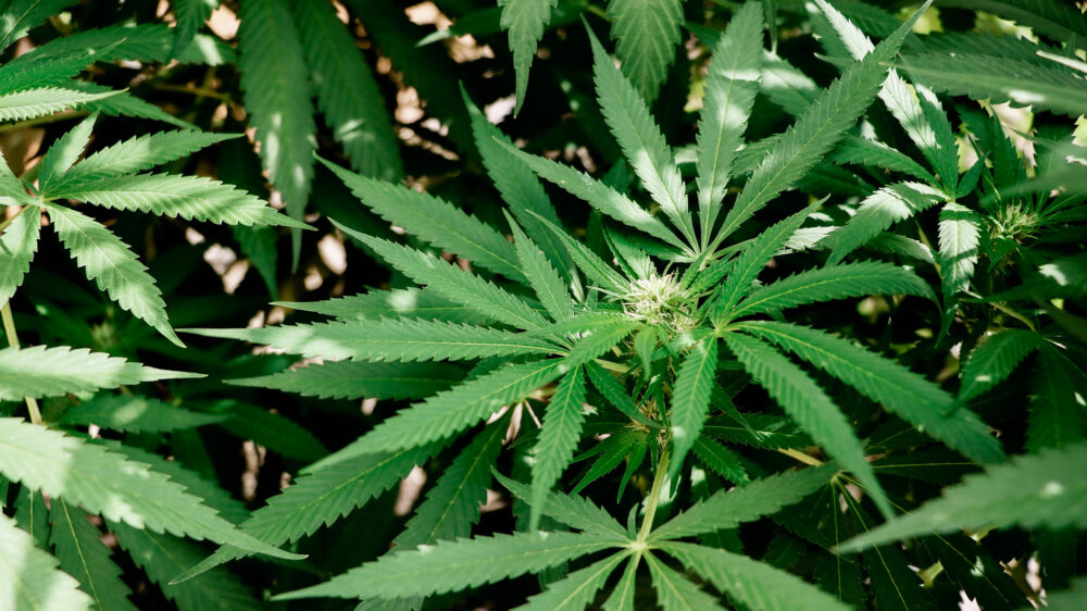 В Массачусетсе аннулируют судимости за хранение марихуаны