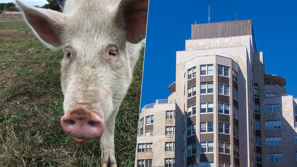Гарвардские врачи первыми в мире пересадили человеку почку генно-модифицированной свиньи