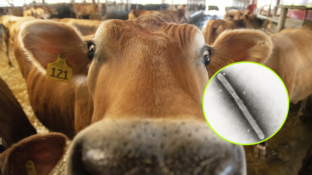 В Техасе впервые нашли птичий грипп в коровьем молоке