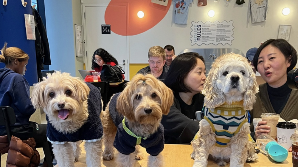 Первые кафе для собак в Нью-Йорке избежали закрытия после сбора пожертвований на $250 тыс.