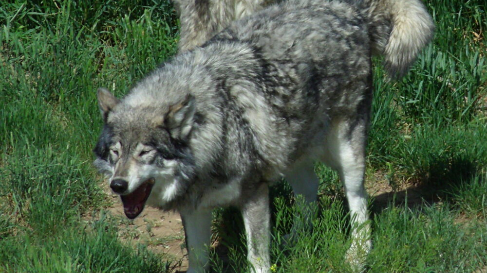 Волки в Колорадо впервые после возвращения в дикую природу убили теленка на ферме