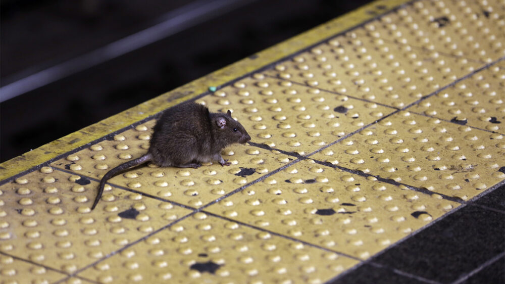 В Нью-Йорке подскочило число случаев лептоспироза — «крысиной» болезни. Как с ней бороться?
