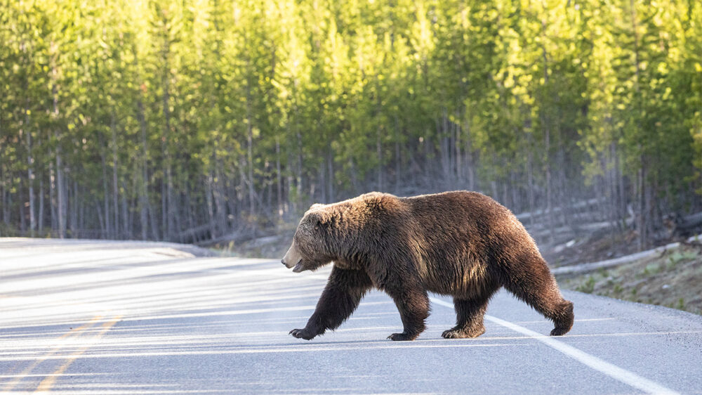 Медведи-гризли вернутся в парк в Вашингтоне, где они не водились почти 30 лет