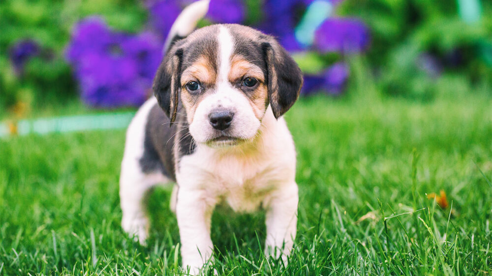 Нечипированных собак младше полугода запретили ввозить в США. В чем причина?