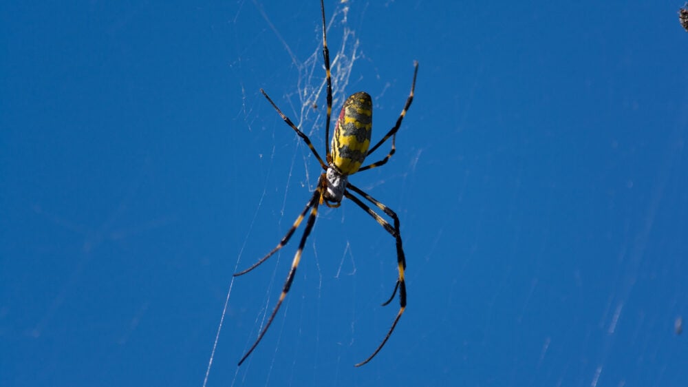 В Нью-Йорке ожидают нашествия гигантских ядовитых пауков — они умеют летать по воздуху