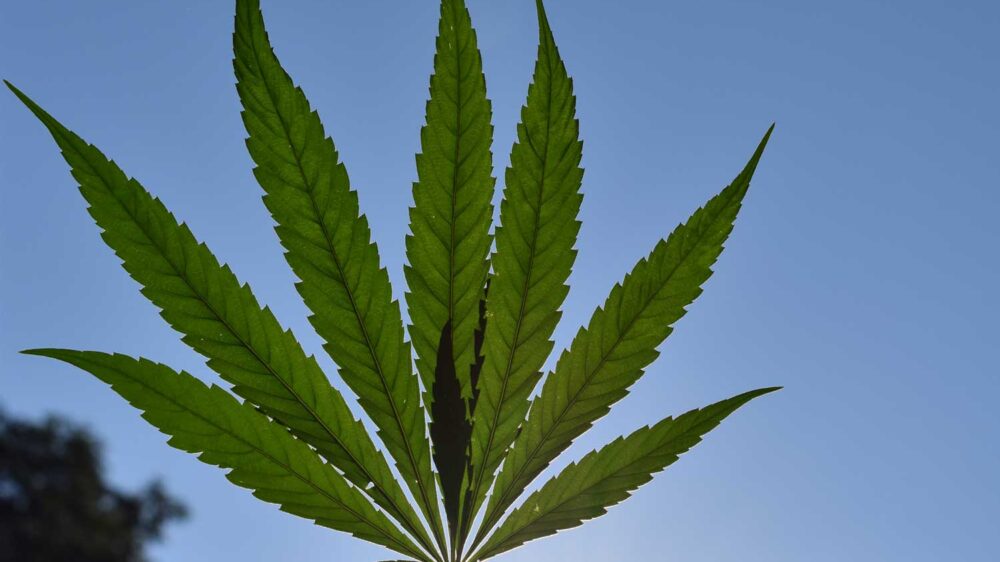 Десантис наложил вето на запрет продуктов из конопли — и это на фоне возможной легализации марихуаны
