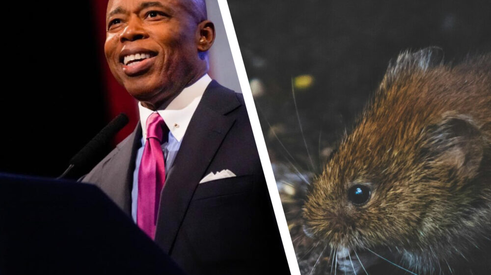 Ненавидящего крыс мэра Нью-Йорка Адамса оштрафовали за этих грызунов в его доме — уже в пятый раз