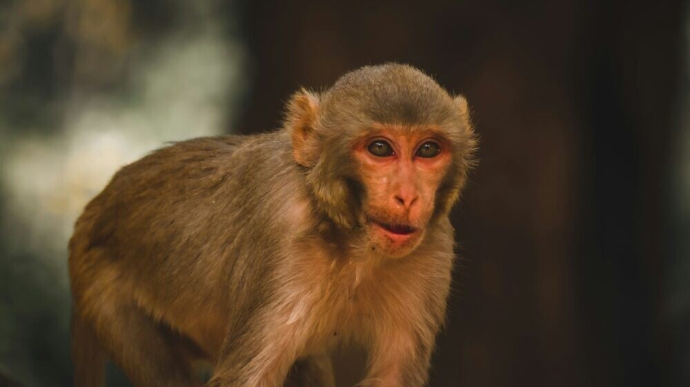 Лабораторные обезьяны сбежали из перевернувшегося грузовика в Миссисипи — возможна угроза заражения