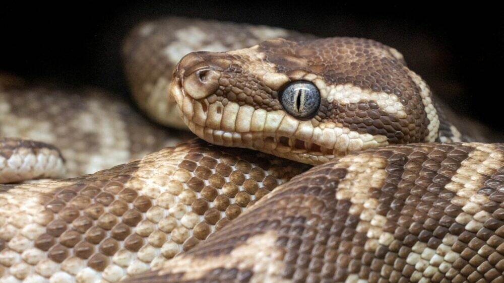 Лечить подагру и выводить камни из почек может помочь механизм выведения мочевой кислоты у змей — исследование