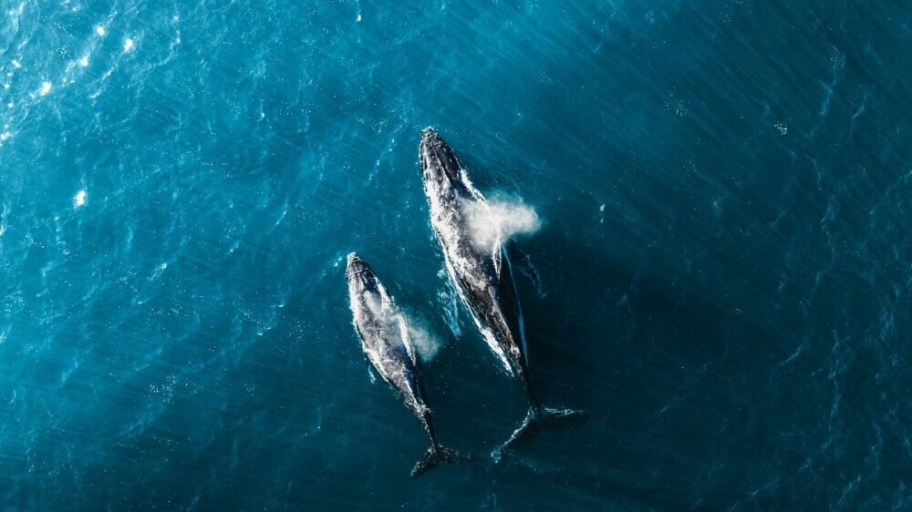 Хищные киты-убийцы создали «банды» у берега Калифорнии. За кем они охотятся, раскрыли ученые