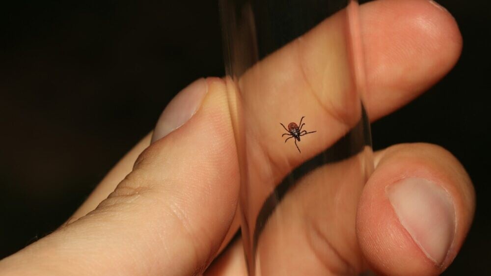 Укус клеща — мясо с пивом — смерть: в Нью-Джерси подтвердили первую жертву синдрома альфа-гал. Что нужно знать?