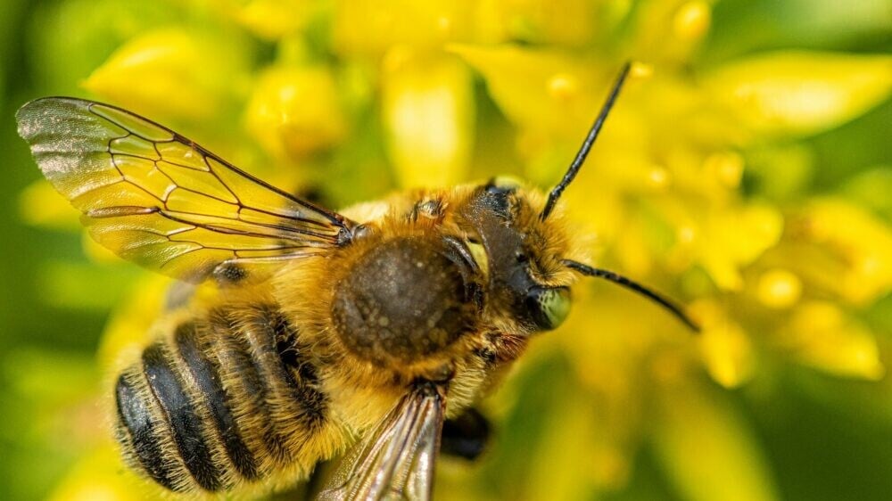 В Австралии обнаружили пчел с «дьявольскими» рогами — новый вид назвали «люцифер»