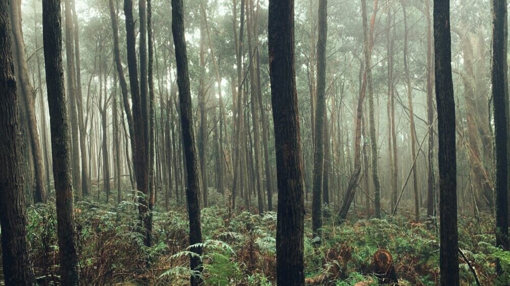 Заманили в лес, застрелили и сожгли: подростки во Флориде пойдут под суд за убийство 14-летней девочки
